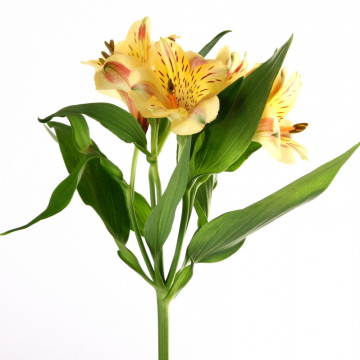 Alstroemeria