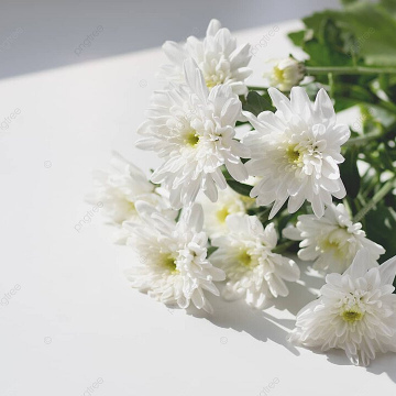 Chrysanthemum (Bunch)