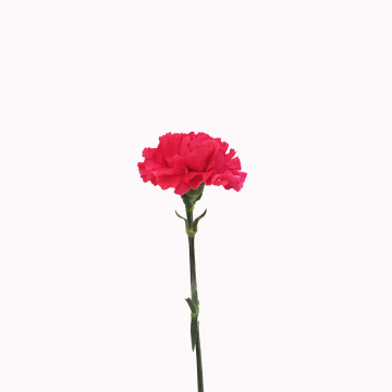 Single Carnations