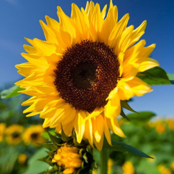 Sun Flowers